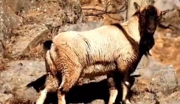 Tunceli'de görüldü! Eksik hayvanı gören dönüp bir daha bakıyor