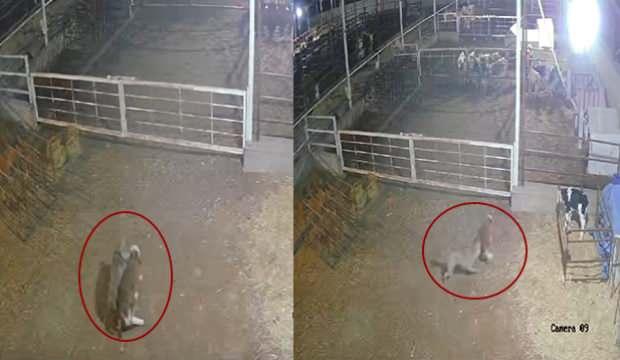 Kayseri'de a&ccedil; kalan kurt danaya saldırdı! O anlar kamerada 