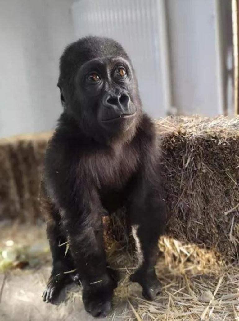 Yavru gorile isim bulmak için başlatılan anket sonuçları belli oldu.