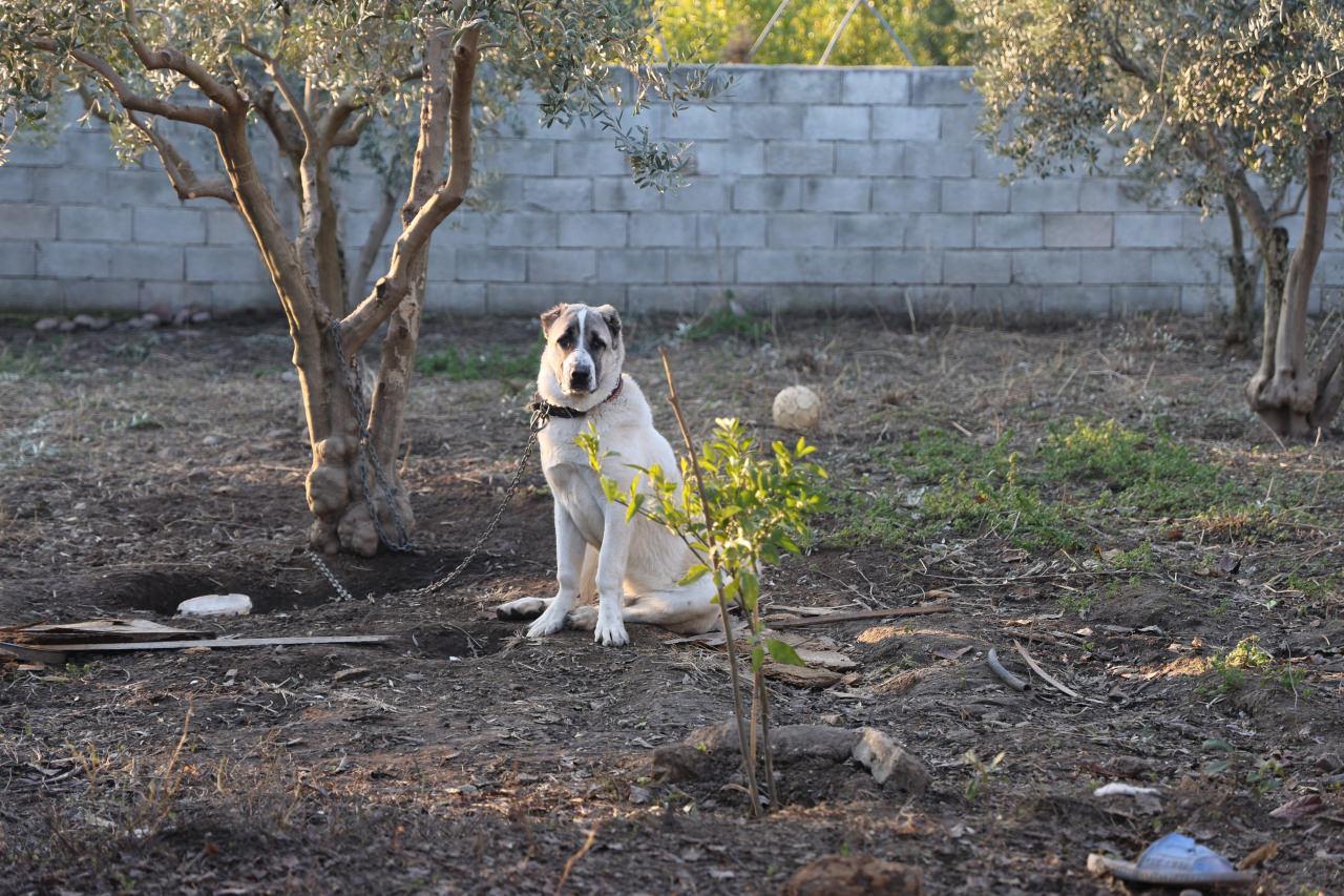 Ölen kuduz köpek