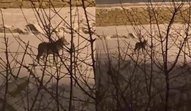 Y&uuml;ksekova&rsquo;da kurt mahallede cirit attı! Vatandaş şaşkın şaşkın izledi 