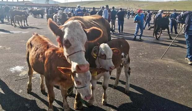 Bayburt'ta şap karantinası son buldu 