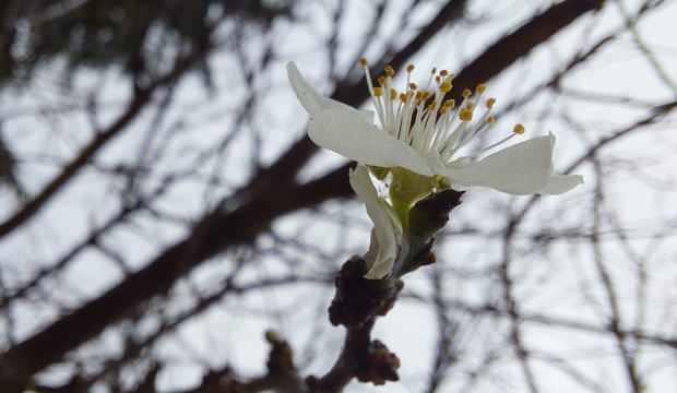 &Ccedil;ift&ccedil;iyi korkutan g&ouml;r&uuml;nt&uuml;: Meyve ağa&ccedil;ları mevsim şaşırdı! 