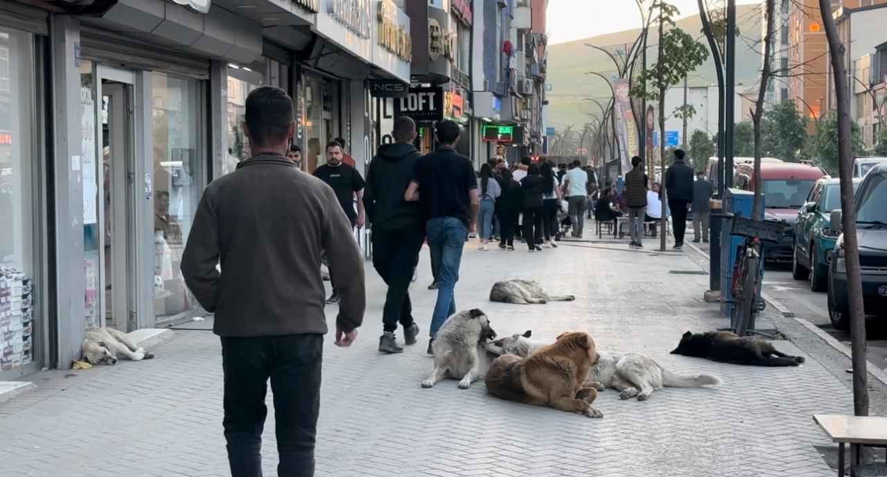 Başıboş sokak köpekleri 