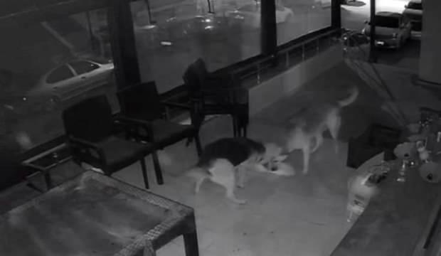 Başıboş köpek dehşeti! Ağızlarına aldıkları kediyi dakikalarca ısırdılar