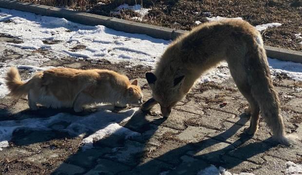 Van'da acı görüntü: Yanına yaklaştığı tilkinin son hali korkuttu 