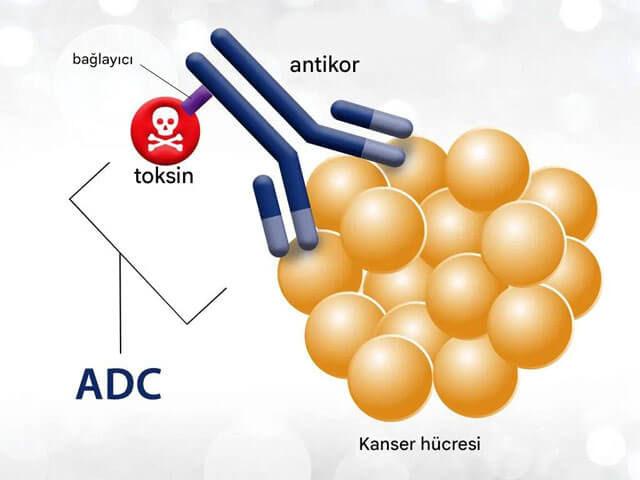 Kanser tedavisinde ADC teknolojisi 