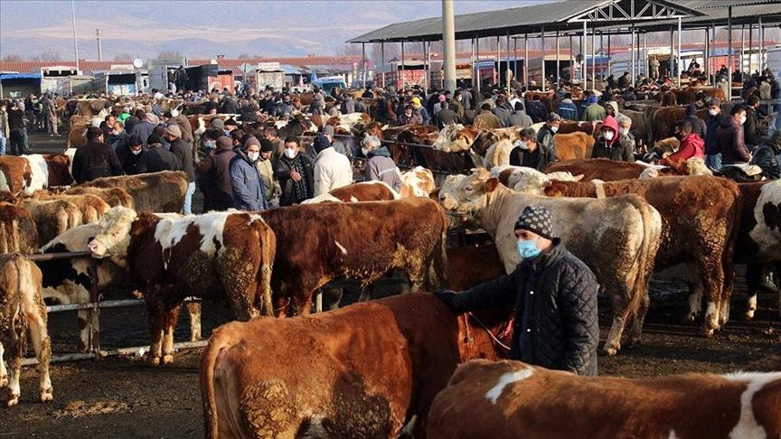 Çankırı'da hayvan pazarları bölgede görülen 'şap hastalığı' nedeniyle kapatıldı. 