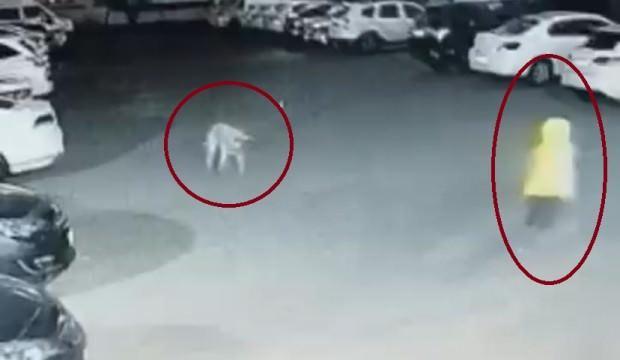 Diyarbakır'da dehşet: Canını kurtarmak i&ccedil;in k&ouml;pekle boğuştu 