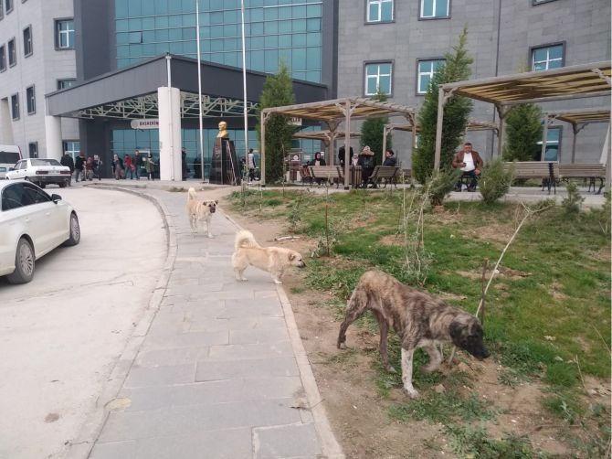 Sağlık Bakanlığı 'başıboş köpek'ler için harekete geçti. 