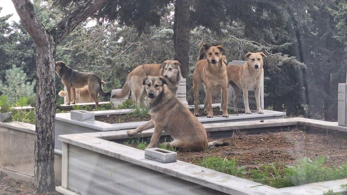 Mezarlıkları istila eden köpeklerin görüntüsü