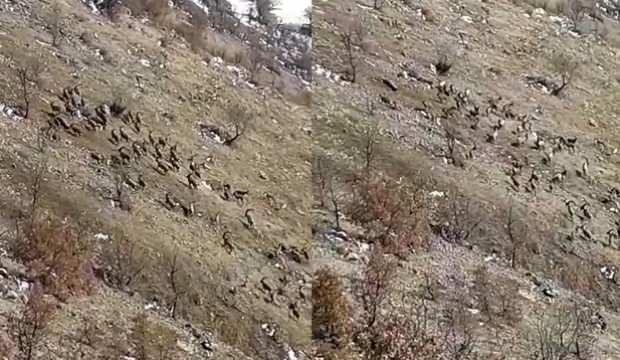 Elazığ'da sürü halinde görüldü: Bu hayvanı avlayanın ocağı sönüyor