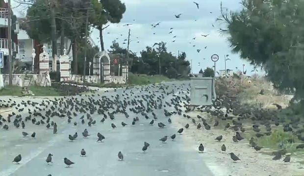 Tekirdağ'da binlercesi görüldü: Bu avcılar tüm yolu istila ettiler 