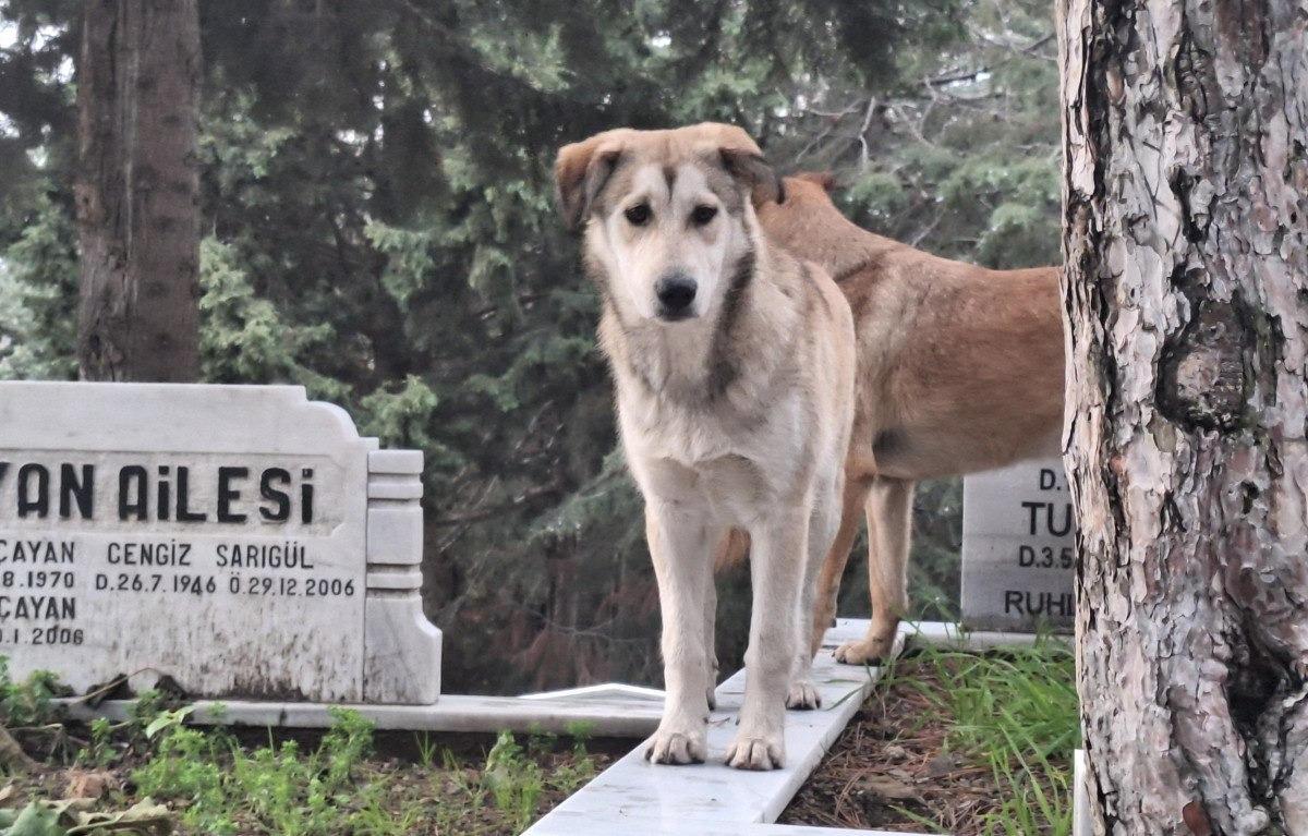 Mezarlıkları istila eden köpeklerin görüntüsü