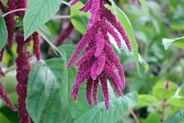 Amaranth bitkisi