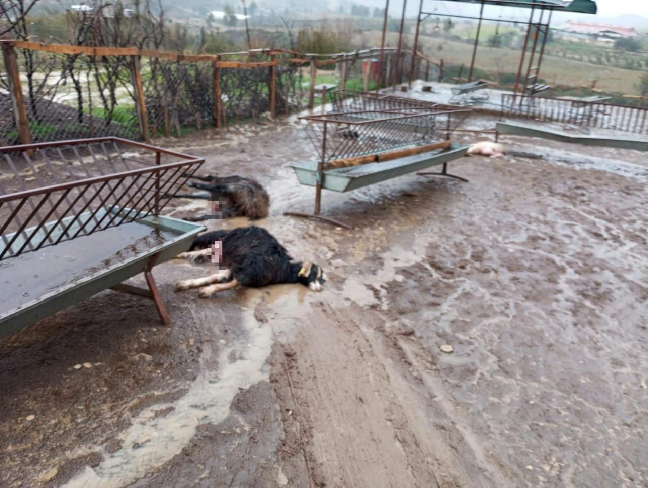 Köpek saldırısında telef olan keçiler 