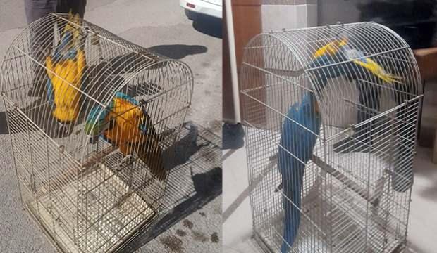 Belgesiz Macaw papağanı satışına 617 bin lira ceza kesildi