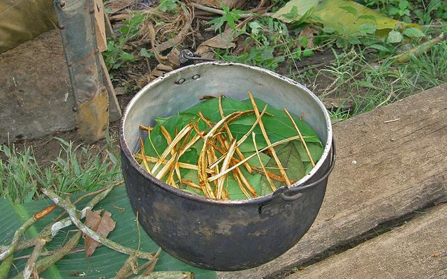 Ayahuasca bitkisinin çay olarak hazırlanma aşaması