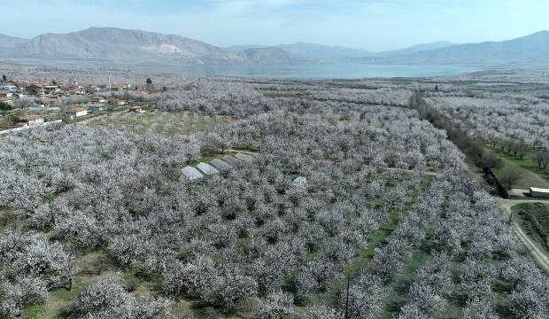 Malatya'da kayısı ağaçları çiçek açtı