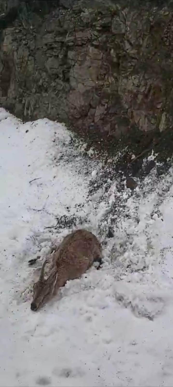 Yaralı dağ  keçisi. 