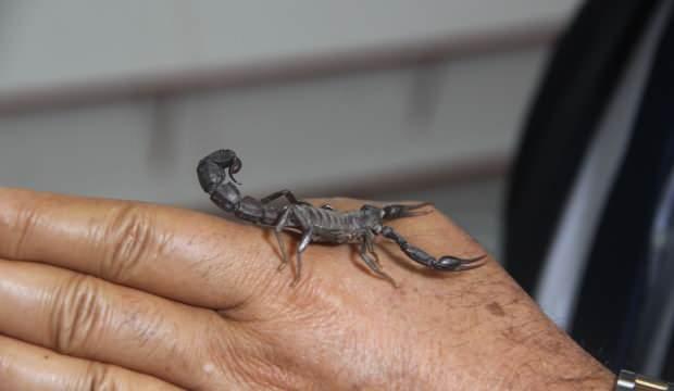 Bakanlıktan karar &ccedil;ıktı! Gramı 10 bin dolar kazandırırken, cezası ocak yıkıyor