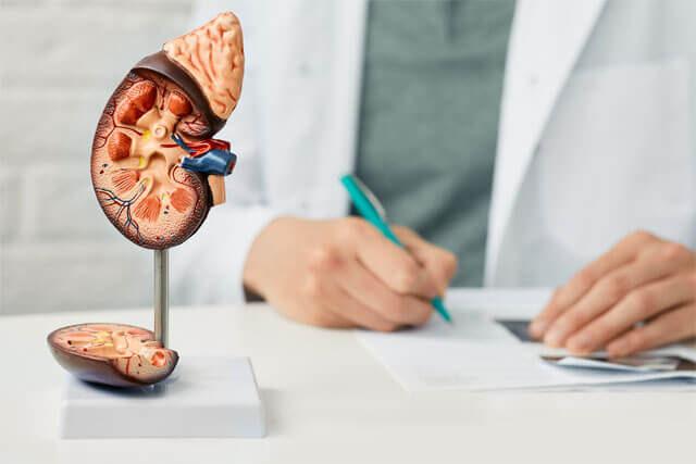Böbrek şeması ve bir doktor
