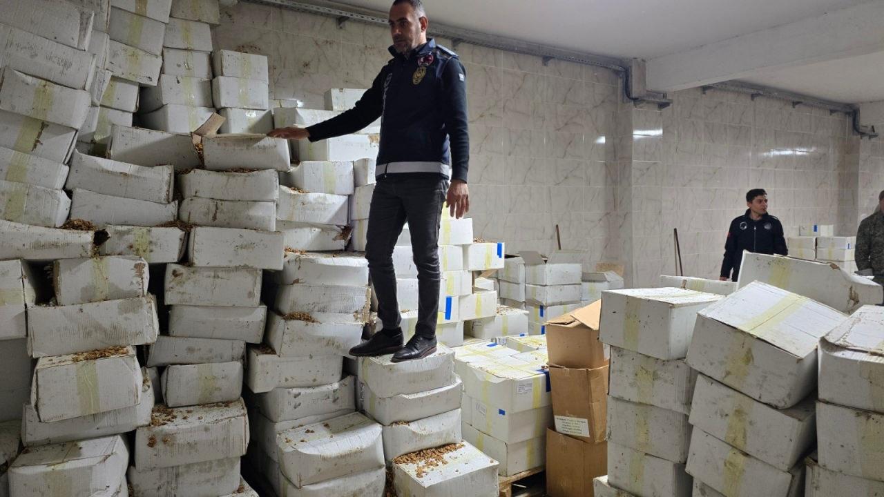Ele geçirilen kurtlu ve bozuk cevizler. 