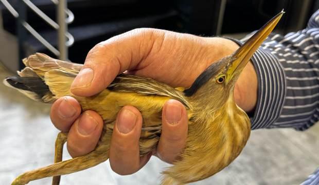 Kayseri'de bulundu! Balaban kuşunu gören çalışanlar gözlerine inanamadı
