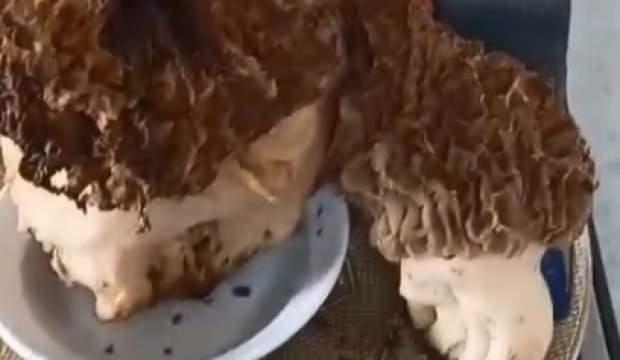 Muğla'da gezerken buldu, kendisi bile inanamadı! Devasa büyüklükte