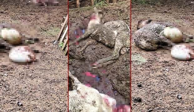 Kurt, kurbanlık kuzulara saldırdı! Besici, bir yıllık emeğini çukura gömdü