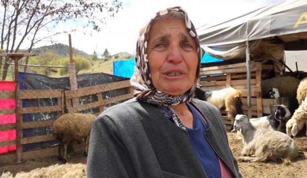 Sürüsünü kurtlara kaptıran kadın gözyaşlarını boğuldu: 'Korkudan çatlayıp ölmüşler'