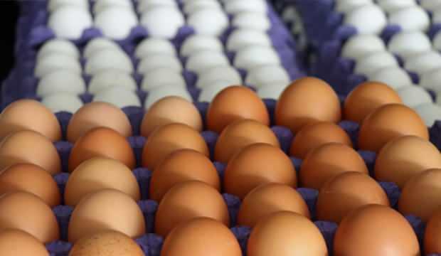 Yumurta ihracatına izin şartı getirildi