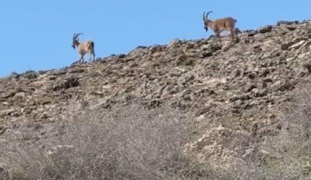 Elazığ'da dağ keçileri görüldü