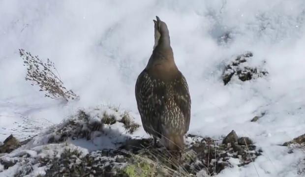 Erzurum'da görüldü: Bu hayvanı çekmek çok zor!