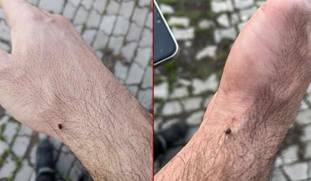 Meralarda endişelendiren manzara! Uzmanlar uyardı: 'Çıplak elle çıkarılmamalı'