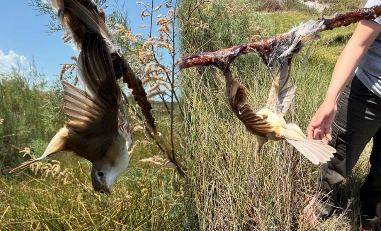 Mileyha kuş cennetinde vicdansızlık! Yapışkan sürülerek kuşlar ölüme terk edildi