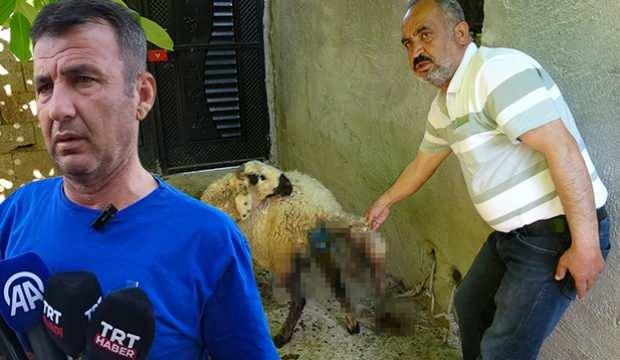 Adıyaman'da köpek dehşeti: Köylünün hayvanlarını parçaladılar!