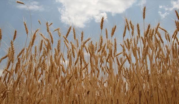 TMO, buğday ve arpa alımlarına 12 Mayıs'ta başlayacak