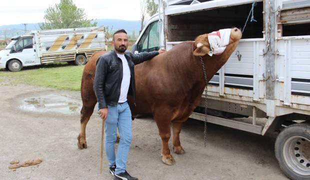 380 bin TL'ye alıcı bekliyor: Kurbanlığın ağırlığını öğrenen şaştı kaldı 