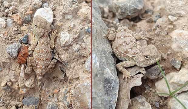 Erzincan'da görüntülendi: Her bakan göremiyor