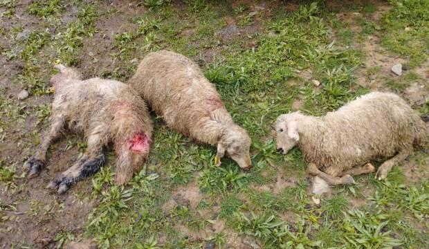 Erzincan'da içler acısı manzara: 60 koyun telef oldu!