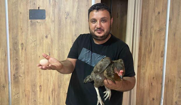 Bu tavuk yürek yemiş: Yumurta kapıya dayanınca dönerciye girdi!