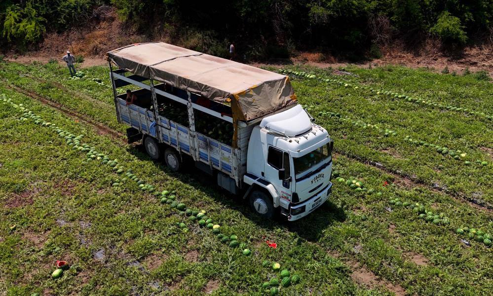 Tescilli Adana karpuzunda hasat başladı: Kilogramı 20-24 lira