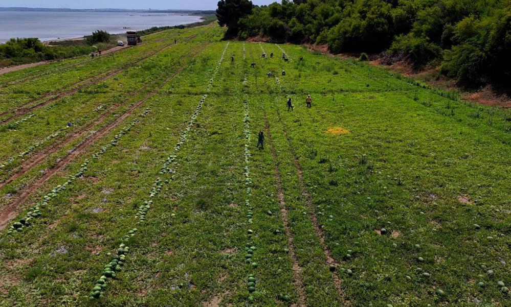 Tescilli Adana karpuzunda hasat başladı: Kilogramı 20-24 lira