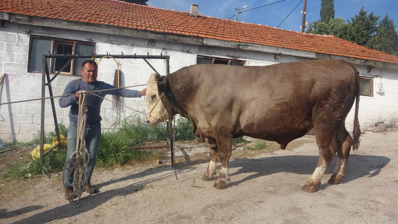 Fatih isimli 1,5 ton ağırlığındaki boğa ve sahibi Hasan Yavaş.