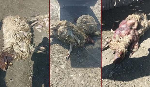 Burdur'da korkunç manzara: 12 hayvan telef oldu, 20'si yaralı!