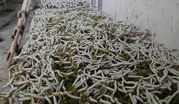 Osmanlı'dan kaldı, 150 ailenin geçim kaynağı oldu: Kilogramı bin liradan satılıyor