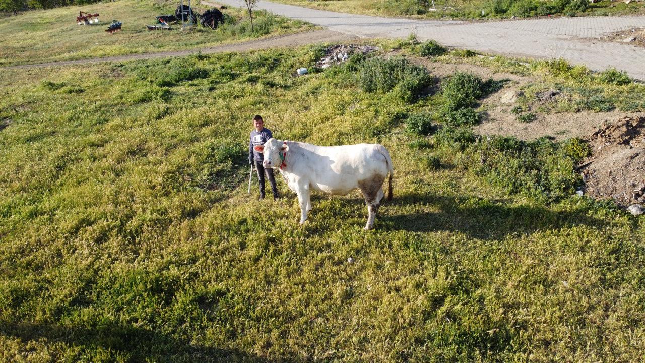 Pamuk Kız, günde kilolarca ürün yiyor. 
