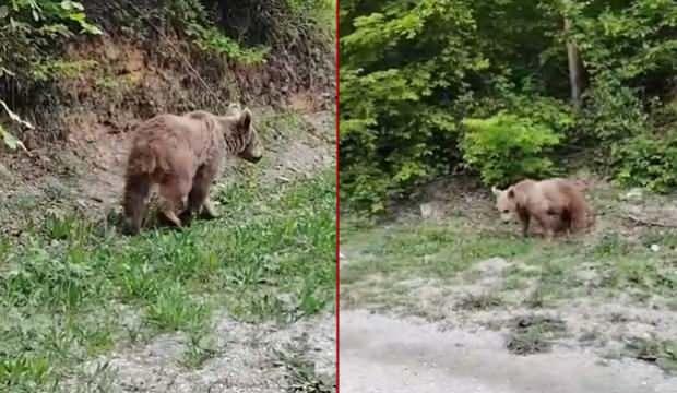 Kastamonu'da ayıyı 'gel pisi pisi' diye çağırdı, o anlar kamerada