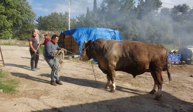 3 yaşındaki kurbanlığın ağırlığı 1,5 ton! Araba parasına satılıyor